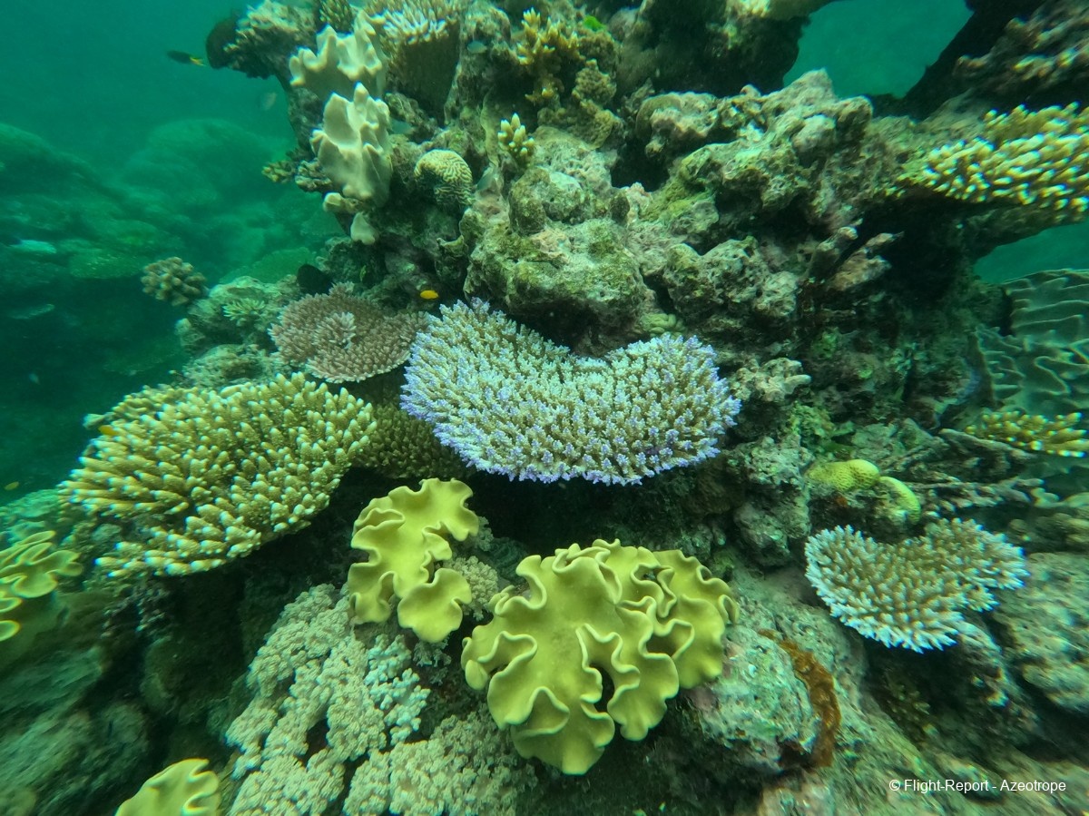 photo reef-11