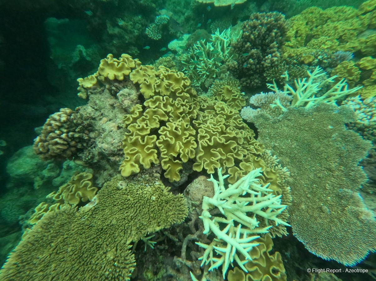 photo reef-7