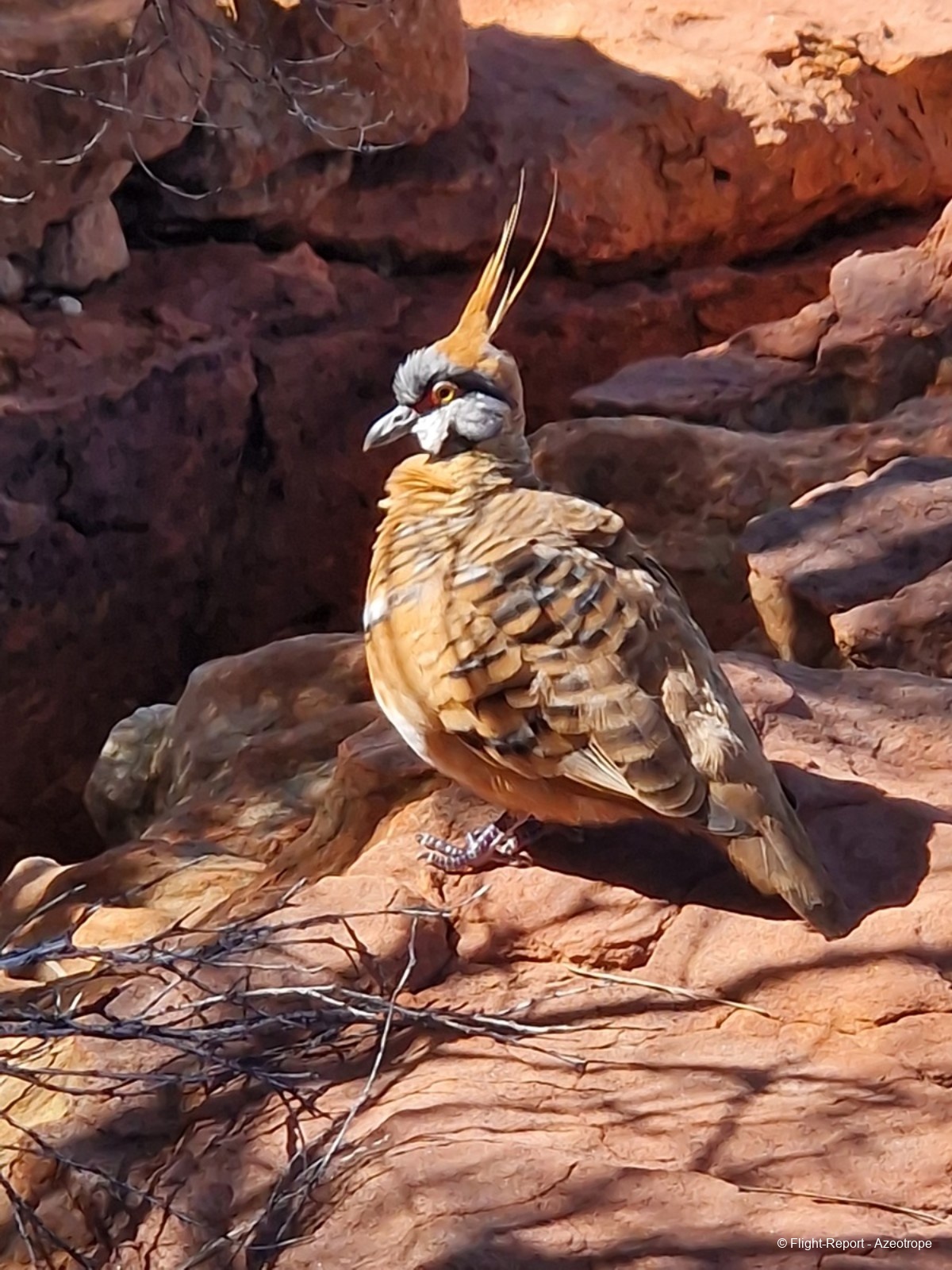 photo kings-canyon-1