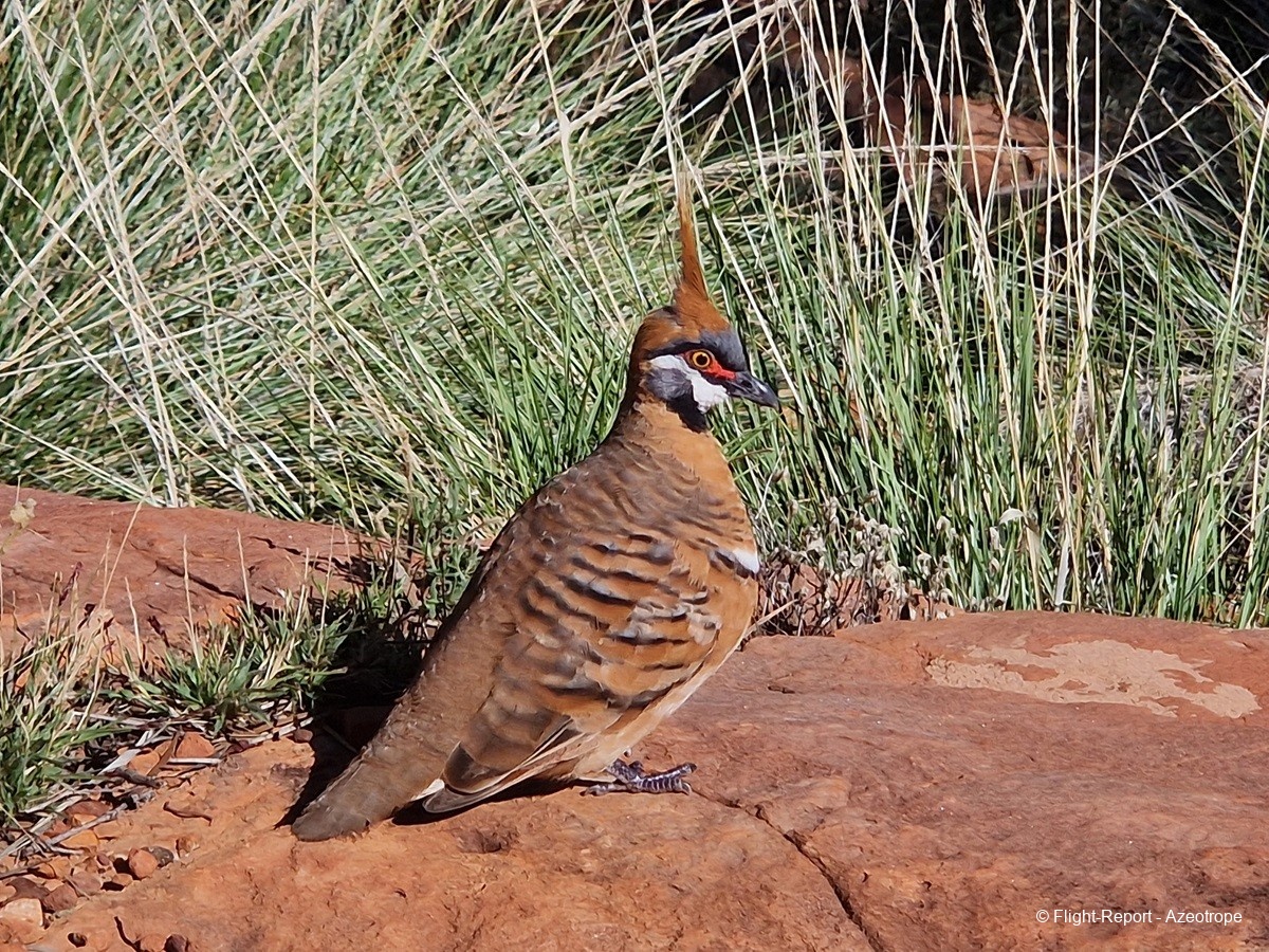 photo kings-canyon-2
