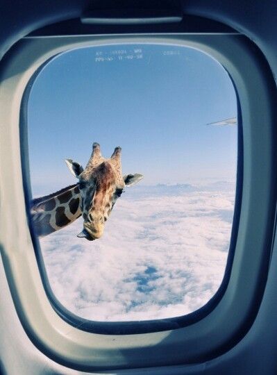 photo airplane-giraffe