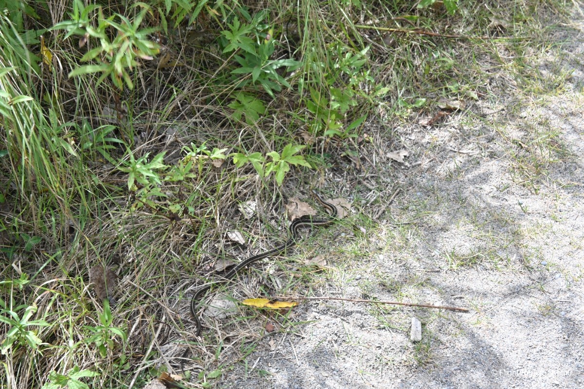 photo dsc_1096