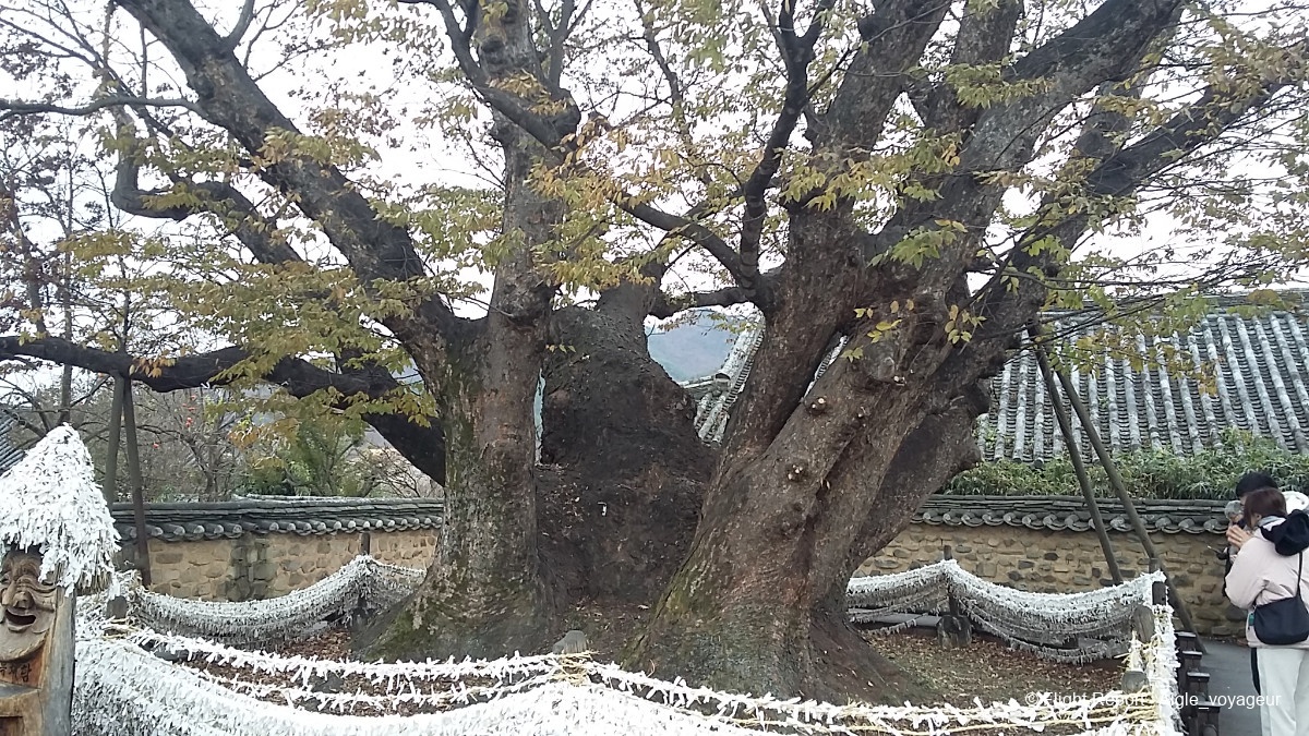 photo 20231111_153954