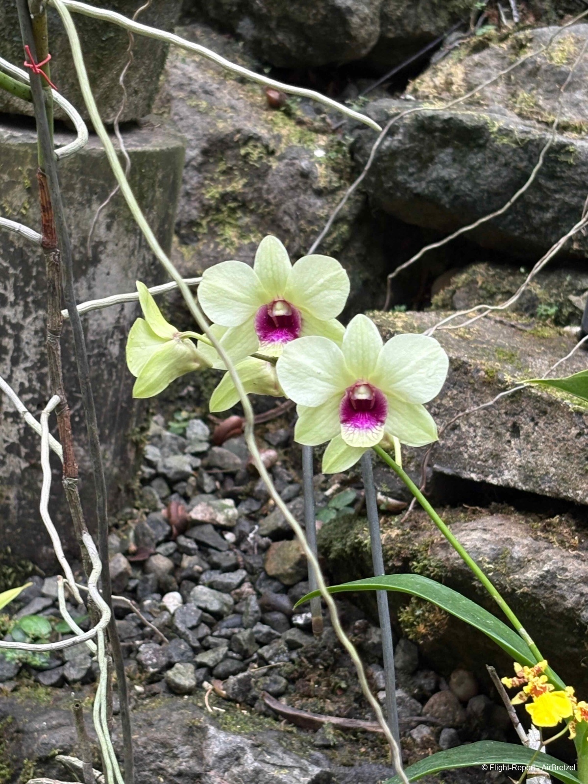 photo tempimagecrlcyl