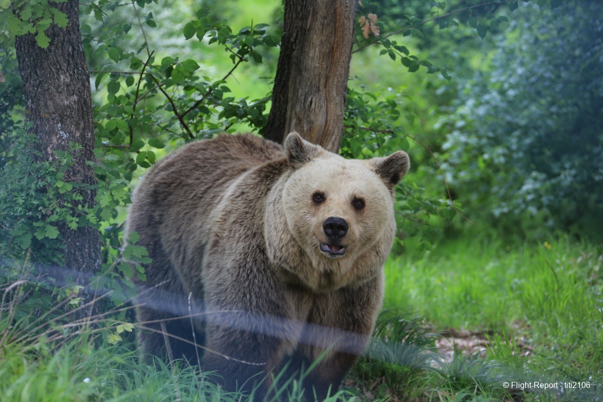 photo 005-bear-sanctuary-43