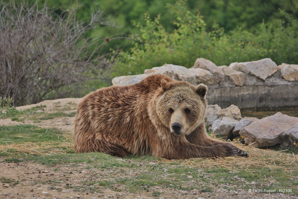 photo 005-bear-sanctuary-52