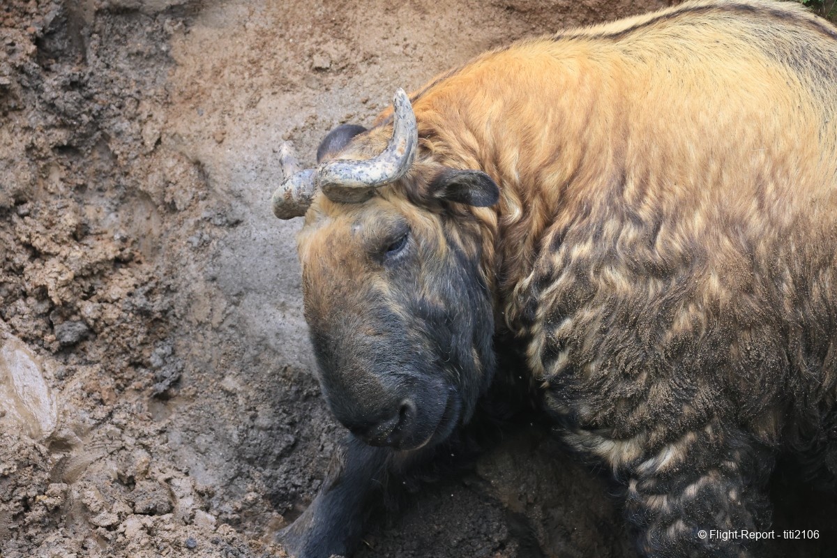 photo 010-takin-reserve-11