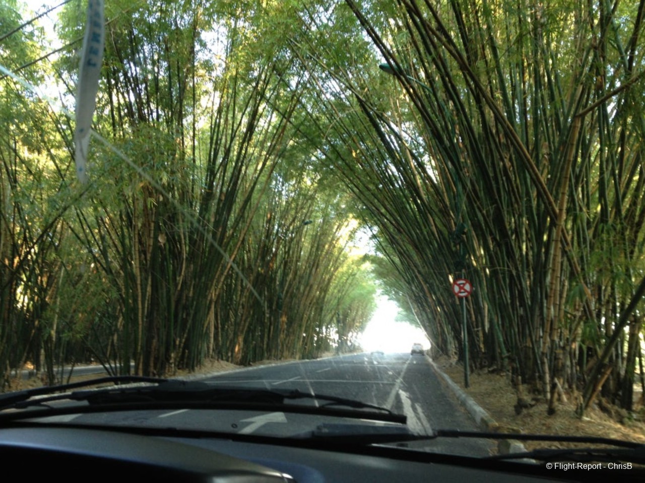 photo bambous